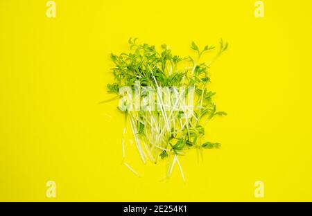 Mikrogrüne Sprossen Brunnenkresse Salat auf einem weißen und gelben Hintergrund. Selektiver Fokus. Essen Stockfoto