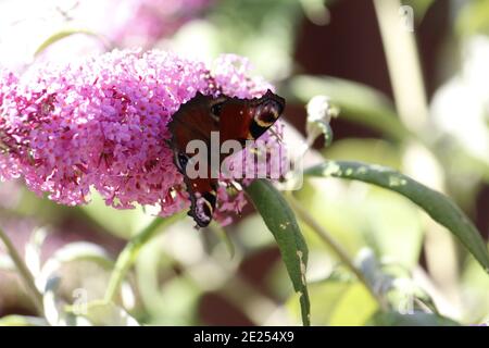 Selektive Fokusaufnahme eines papillon-Schmetterlings auf einer Buddleia Blume Stockfoto