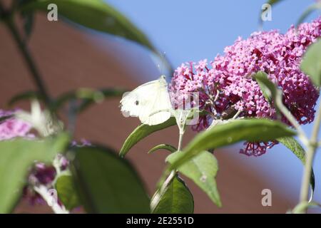 Selektive Fokusaufnahme eines weißen Schmetterlings auf einer Buddleia Blume Stockfoto