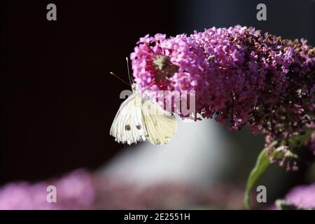 Selektive Fokusaufnahme eines weißen Schmetterlings auf einer Buddleia Blume Stockfoto