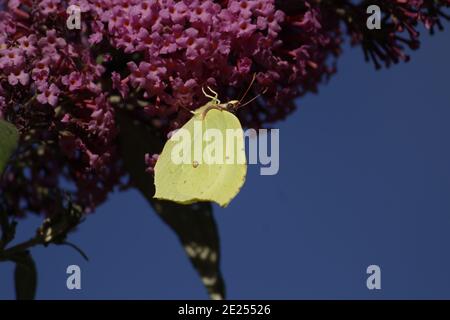 Selektive Fokusaufnahme eines weißen Schmetterlings auf einer Buddleia Blume Stockfoto