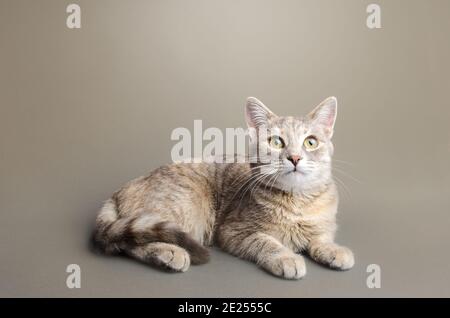 Eine niedliche gestreift gestromte graue Kurzhaarkatze liegt auf einem grau-beigen Hintergrund. Tierporträt. Haustier neugierig suchen. Für Text platzieren. Speicherplatz kopieren Stockfoto