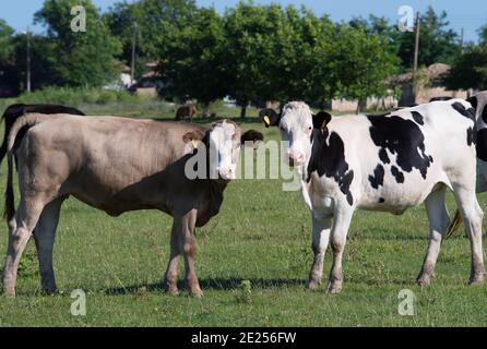 Kälber in ländlichen Gebieten Stockfoto