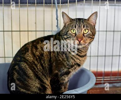 Selektive Fokusaufnahme einer niedlichen europäischen Kurzhaarkatze Stockfoto