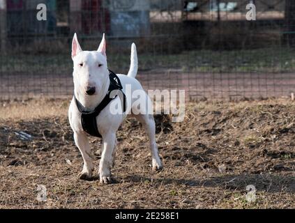 Bull Terrier Miniaturen Stockfoto