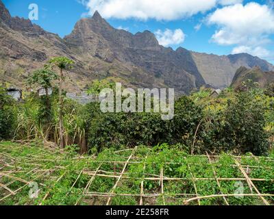 Landwirtschaft im Tal Ribeira do Paul auf der Insel Santo Antao, Kap Verde im äquatorialatlantik. April Stockfoto