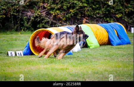 Agility & Jumping Dog in Rimini Stockfoto