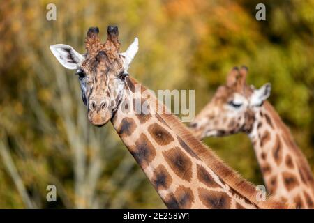 Zwei Rothschild-Giraffen, Giraffa camelopardalis rothschildi, vor Herbstlaub Hintergrund. Diese Unterart der nördlichen Giraffe ist in t gefährdet Stockfoto