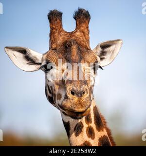 Rothschild Giraffe, Giraffa camelopardalis rothschildi, vor blauem Himmel Hintergrund. Diese Unterart der nördlichen Giraffe ist in freier Wildbahn gefährdet. Stockfoto