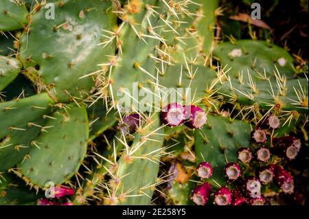 Opuntia, oder der Kaktus der Kaktus der Kaktus der Kakteen, befindet sich im heißesten Garten Großbritanniens, dem Botanischen Garten Ventnor auf der Isle of Wight, Großbritannien. Stockfoto