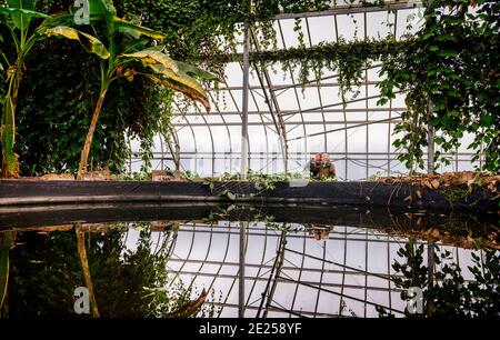 Besucherattraktion - Großbritanniens heißester Garten, der Ventnor Botanic Garden auf der Isle of Wight, Großbritannien. Stockfoto