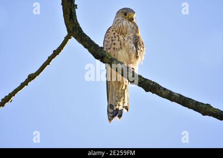 Gemeiner Turmfalke (Falco tinnunculus - Europäischer Turmfalke, Eurasischer Turmfalke oder Old World Turmfalke) Männlich, in einem Baum thront. Kent, Großbritannien Stockfoto