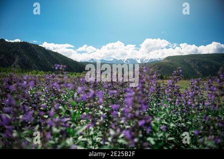 Sommerlandschaft im Altai-Gebirge - blühende Wiesen und Felder Vor einem Hintergrund von Bergen Stockfoto