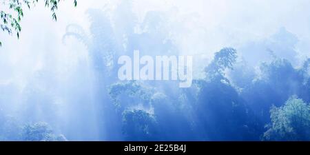 Ein ruhiger Bambuswald in blau neblig, sanfter Sonnenaufgang scheint auf Ästen von Bambusbäumen, Sonnenlicht brennend aus dem Tau auf Bambusblättern. Stockfoto