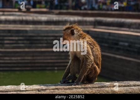 Toque Macaque Affe, Macaca sinica, Sri Lanka. Affen in einem alten Steinpool in Anuradhapura Stockfoto