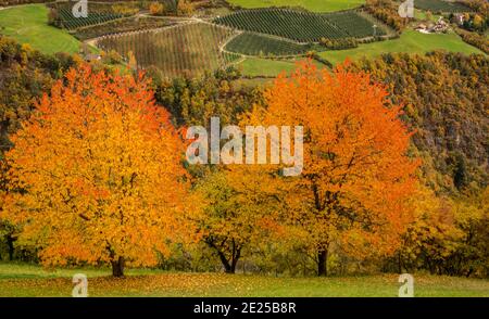 Rote Kirschbäume im Herbst färben die Landstraße rund um das Eisacktal in Südtirol, norditalien - Eisacktal - Stockfoto