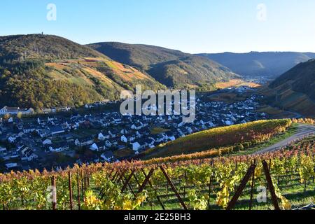 Weinberge im Ahrtal mit brennenden Farben 'brennende Hügel' Stockfoto