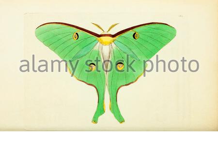 Luna Moth (ACTIAS luna), Vintage Illustration veröffentlicht in der Naturalist's Miscellany von 1789 Stockfoto