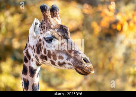 Rothschild Giraffe, Giraffa camelopardalis rothschildi, vor Herbstlaub Hintergrund. Diese Unterart der nördlichen Giraffe ist im wi gefährdet Stockfoto