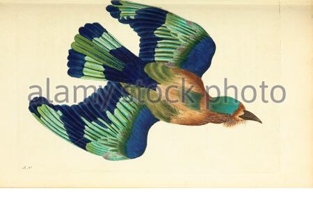 Indian Roller (Coracias benghalensis), Vintage Illustration veröffentlicht in der Naturalist's Miscellany von 1789 Stockfoto