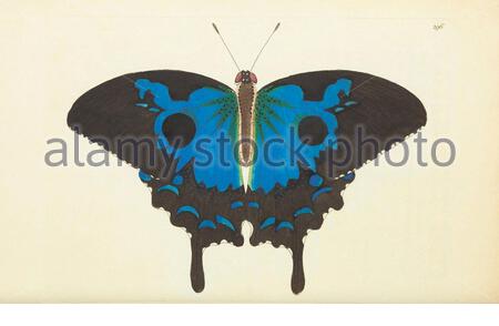 Ulysses Schmetterling (Papilio ulysses), Vintage Illustration veröffentlicht in der Naturalist's Miscellany von 1789 Stockfoto