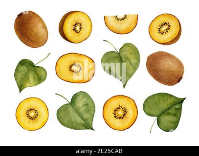 Goldene Kiwi-Frucht - Actinidia chinensis. Gelbe Früchte und Blätter. Aquarell-Illustration isoliert auf weißem Hintergrund. Stockfoto