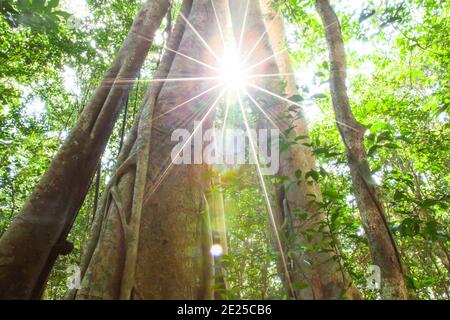 Niedriger Winkel Ansicht großer banyan Baum wächst in einem urzeitlichen Regenwald, glühende Sonne scheint durch alten banyan Baumstamm, fantastisch großer Baum. Stockfoto