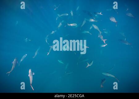 Eine Schule des pazifischen Kreolefisches (Paranthias Colonus) eine Art Zackenbarsch schwimmt nach unten durch Sonnenstrahlen vor der Küste von Baja California Sur, Mexiko. Stockfoto