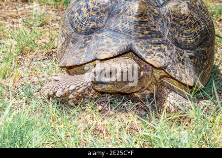 Leopardschildkröte (Stigmochelys pardalis) grasen auf schönem grünen Gras, Kruger National Park, Südafrika Stockfoto