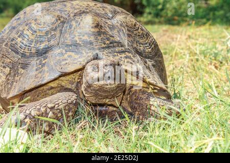 Leopardschildkröte (Stigmochelys pardalis) grasen auf schönem grünen Gras, Kruger National Park, Südafrika Stockfoto