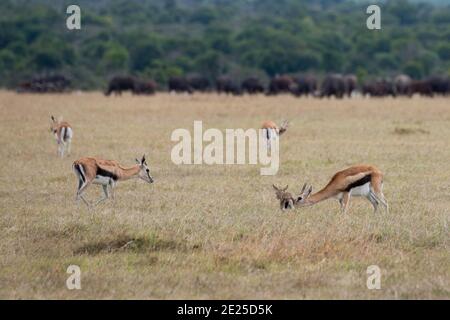 Afrika, Kenia, Ol Pejeta Conservancy. Thomson-Gazelle mit neugeborenem Rehkitz (Gazella thomsonii) mit afrikanischem Büffel (WILD: Syncerus caffer) Stockfoto
