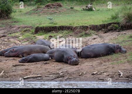 Afrika, Kenia, Northern Serengeti Plains, Maasai Mara. Eine Herde oder ein 'Aufblasen' von Hippopotamus, die am Ufer des Mara River ruht. Stockfoto