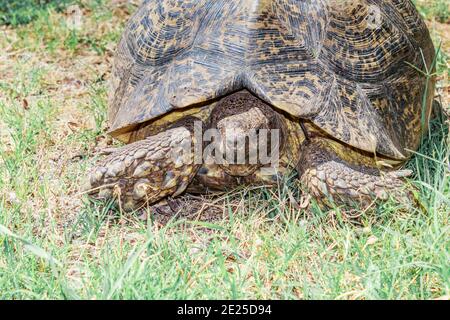 Leopardschildkröte (Stigmochelys pardalis) grasen auf schönem grünen Gras, Kruger National Park, Südafrika Stockfoto