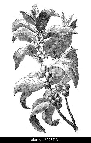 Zweig des Kaffeebusches, Coffea arabica, Illustration von 1870 / Zweig des Kaffeestrauchs, Coffea arabica, Illustration aus dem Jahr 1870, Historisch, historisch, digital verbesserte Reproduktion eines Originals aus dem 19. Jahrhundert / digitale Reproduktion einer Originalvorlage aus dem 19ten Jahrhundert. Jahrhundert, Stockfoto