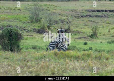 Afrika, Kenia, Northern Serengeti Plains, Maasai Mara. Plains Zebra aka gemeiner oder Burchell's Zebra (WILD: Equus burchellii) kämpfende Männchen. Stockfoto