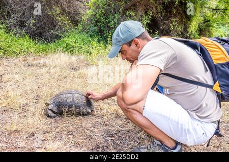 Kaukasischer Mann, der eine Leopardenschildkröte (Stigmochelys pardalis) berührt, grast auf schönem grünen Gras, Kruger National Park, Südafrika Stockfoto