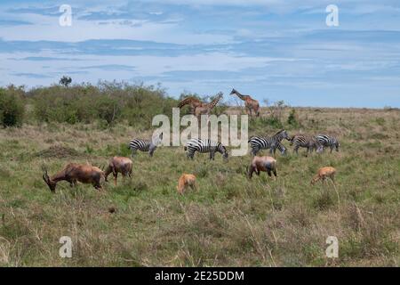 Afrika, Kenia, Serengeti Plains, Maasai Mara. Plains Zebra aka gemeiner oder Burchell's Zebra (WILD: Equus burchellii) Masai Giraffe Stockfoto
