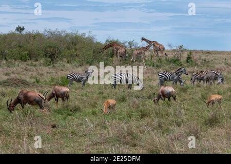 Afrika, Kenia, Serengeti Plains, Maasai Mara. Plains Zebra aka gemeiner oder Burchell's Zebra (WILD: Equus burchellii) Masai Giraffe Stockfoto