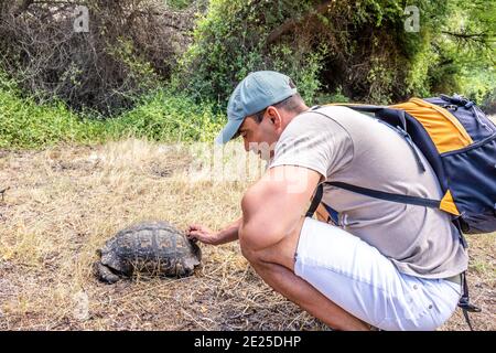 Kaukasischer Mann, der eine Leopardenschildkröte (Stigmochelys pardalis) berührt, grast auf schönem grünen Gras, Kruger National Park, Südafrika Stockfoto