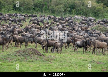 Afrika, Tansania, Serengeti-Ebenen. Weißbärtige Gnus aka gnu (WILD: Connochaetes taurinus albojubatus) in einem typischen Grasland-Habitat. Stockfoto