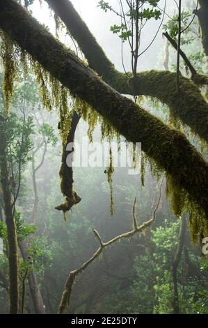 Moosbewachsene Bäume im nebligen Lorbeerwald im Nationalpark in la gomera. Hochwertige Fotos Stockfoto