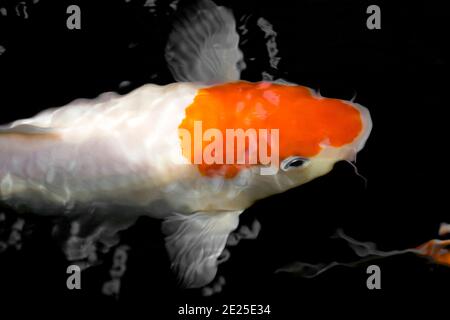 Wunderschöner orangener und weißer Koi-Fisch im Teich Stockfoto