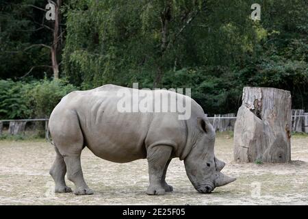 Weißes Rhinocero (CERATOTHERIUM SIMUM) im Tierpark Thoiry, Frankreich Stockfoto