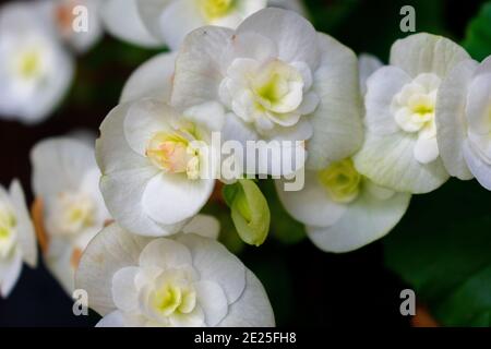 Weiße Blüten mit gelbem Zentrum in grün verschwommen Hintergrund. Nahaufnahme Stockfoto