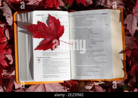 Öffnen sie die bibel auf einer Bank mit trockenen herbstlichen roten Blättern. Glaube und Spiritualität. Frankreich. Stockfoto