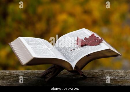 Öffnen sie die bibel auf einer Bank mit trockenem Herbstblatt. Glaube und Spiritualität. Frankreich. Stockfoto