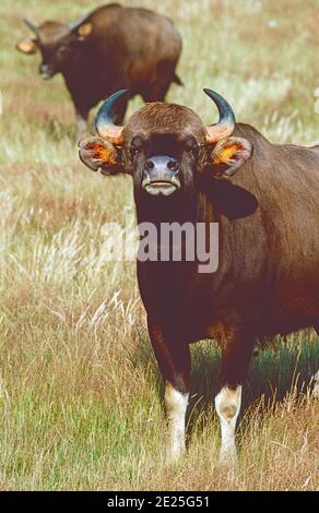 Gaur-Weibchen, (Bos Gaurus,) mit Jungkalb, aus Süd- und Südostasien. Als gefährdet eingestuft. Stockfoto