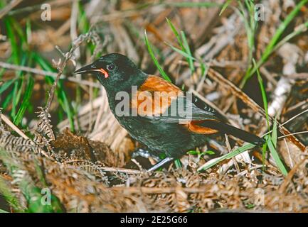 Saddleback, Nordinsel Rennen, (Philesturnus carunculatus rufusater.) Tiritiri Matangi Island, Hauraki Golf, Neuseeland Nordinsel. Stockfoto