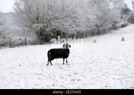 Schwarze Welsh Mountain Schafe Mutterschafe stehen in weißen Winterschnee Landschaft in ländlicher Landschaft in Carmarthenshire Dezember 2020 Wales Großbritannien KATHY DEWITT Stockfoto