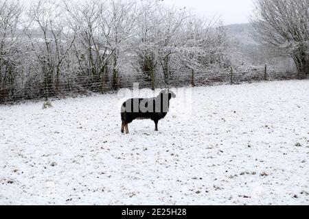 Schwarze Welsh Mountain Schafe Mutterschafe stehen in weißen Winterschnee Landschaft in ländlicher Landschaft in Carmarthenshire Dezember 2020 Wales Großbritannien KATHY DEWITT Stockfoto